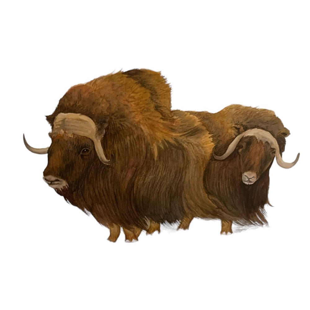 Inuit Art litho of two Muskox, signed, 24x36 inches